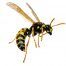 Close-up view of a wasp in free flight against a white background