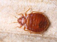 bed bug extermination Montreal, Exterminateurs Associés