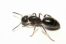 Black carpenter ant with long antennae, on a white background.